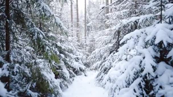 Caminhando pela floresta. Floresta de inverno na neve. Paisagem fria do norte. Pinhais congelados fecham. Fundo bonito de uma inscrição . — Vídeo de Stock