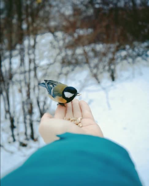 Alimentar pájaros. Gorrión de invierno vuela y se sienta en la mano. Nieve blanca y deriva en el bosque de coníferas. Criaturas del norte . — Vídeos de Stock