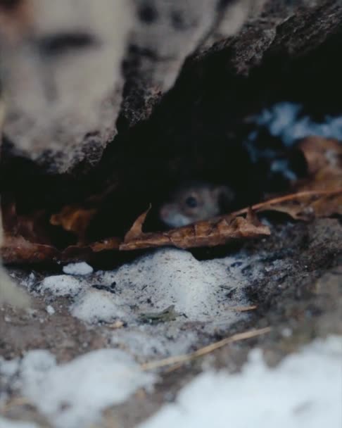 野生のマウスの穴に。雪の冬北の生き物. — ストック動画