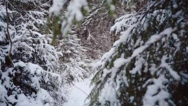 Forêt hivernale dans la neige. Paysage froid du Nord. Des pins gelés se rapprochent. Beau fond pour une inscription . — Video