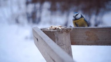 Besleme Birds. Kış serçe yalak için uçar. Beyaz kar ve iğne yapraklı orman sürüklenir. Kuzey yaratıklar.