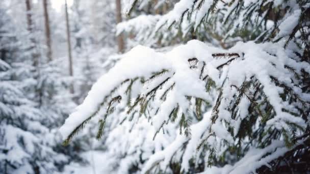 Northern Christmas tree close up. Winter forest and snow-drifts. Beautiful background for an inscription. — Stock Video