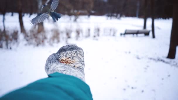 Nourrir les oiseaux. Moineau d'hiver vole et s'assoit sur la main. Neige blanche et dérives dans la forêt de conifères. Créatures nordiques . — Video