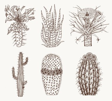 Ev kaktüs bitkileri ve çiçek. Rahat sevimli öğeleri kümesi. Karıncalanma ile egzotik veya tropikal succulents topluluğu. Oyulmuş elle çizilmiş eski kroki ve vintage doodle stili.