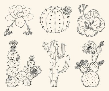 Ev kaktüs bitkileri ve çiçek. Rahat sevimli öğeleri kümesi. Karıncalanma ile egzotik veya tropikal succulents topluluğu. Oyulmuş elle çizilmiş eski kroki ve vintage doodle stili.