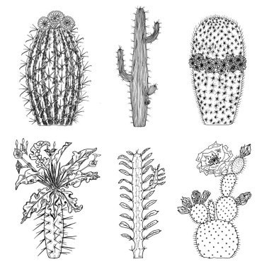 Ev kaktüs bitkileri ve çiçek. Rahat sevimli öğeleri kümesi. Karıncalanma ile egzotik veya tropikal succulents topluluğu. Oyulmuş elle çizilmiş eski kroki ve vintage doodle stili.