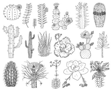 Ev kaktüs bitkileri ve çiçek. Rahat sevimli öğeleri kümesi. Karıncalanma ile egzotik veya tropikal succulents topluluğu. Oyulmuş elle çizilmiş eski kroki ve vintage doodle stili.