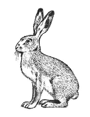Wild Gray hare, forest animal. Vintage monochrome style. Mammal in Europe. Engraved hand drawn sketch for banner or label. clipart