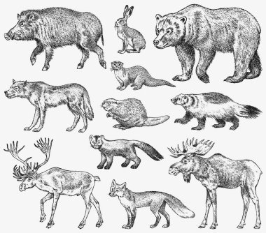 Vahşi hayvanlar kümesi. Brown Kuzey Amerika boz ayısı orman geyik Red Fox Kuzey yaban domuzu kurt Sable porsuk gri tavşan Ren geyiği nehir su samuru. Vintage tek renkli memeli ve Predator Avrupa'da. Oyma el çizilmiş kroki.