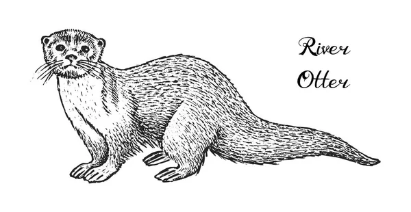 Wilde rivier otter, dier van het bos. Vintage zwart-wit stijl. Mammal in Eurazië en Noord-Amerikaanse. Gegraveerde hand getrokken schets voor banner of label. — Stockvector