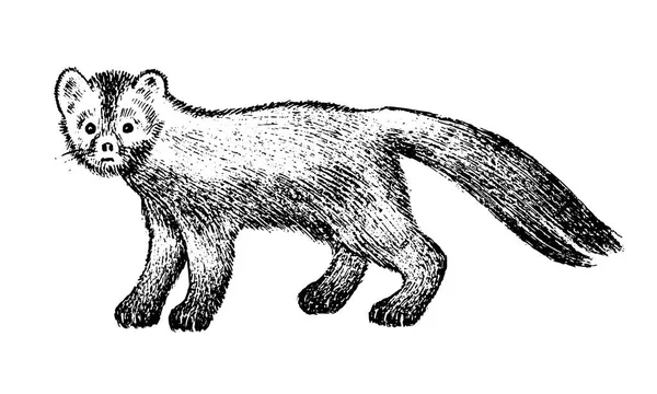 Vahşi samur, orman hayvanı. Kuzeyin sembolü. Klasik monokrom tarzı. Avrupa 'daki memeliler, Rusya' daki Ural Dağları 'ndan. Pankart veya etiket için oymalı el çizimi çizimi. — Stok Vektör
