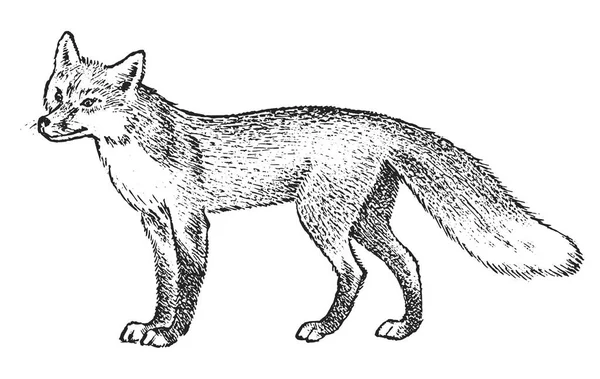 Red fox, Wild dier. Symbool van het noorden en het bos. Vintage zwart-wit stijl. Predator in Europa. Gegraveerde hand getrokken schets voor banner of label. — Stockvector