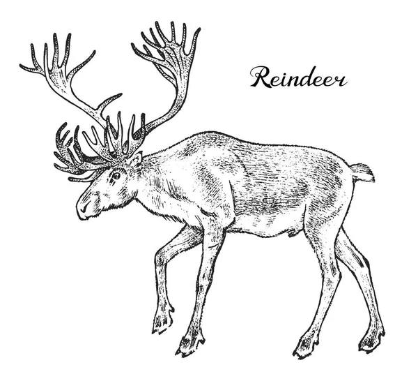 Wald-Rentiere, Wildtiere. Symbol des Nordens. Vintage monochromen Stil. Säugetier in Europa. gravierte handgezeichnete Skizze für Banner oder Etikett. — Stockvektor