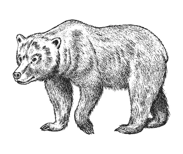 Καφέ αρκούδα γκρίζλι, άγριο ζώο. Vintage μονόχρωμο στυλ. Σχεδιάστηκε με το χέρι σκίτσο για banner ή ετικέτα. Σύμβολο του Βορρά και του δάσους. — Διανυσματικό Αρχείο