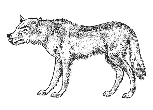 灰色オオカミ、野生動物。北の森のシンボル。モノクロ ヴィンテージスタイル。ヨーロッパでの捕食者。バナーまたはラベルに刻まれた手描きのスケッチ. — ストックベクタ