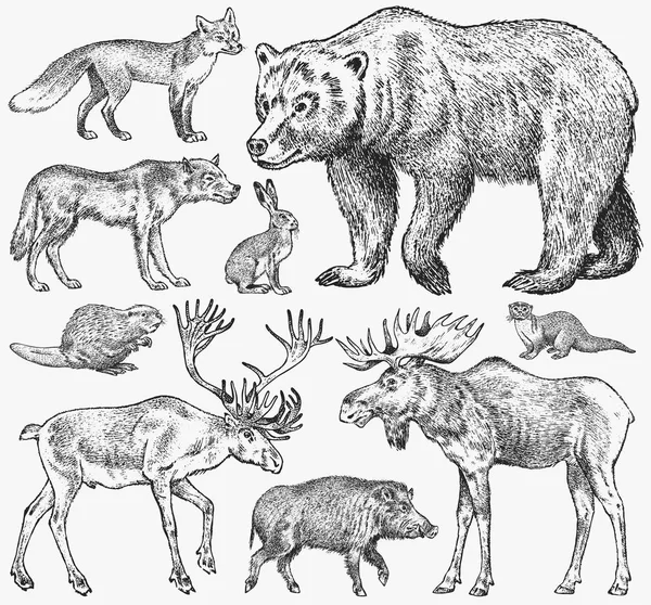 Set of Wild animals. Brown Grizzly Bear Forest Moose Red Fox North Boar Wolf Sable Badger Gray Hare Reindeer River otter. Vintage monochrome Mammal and Predator in Europe. Engraved hand drawn sketch. Royalty Free Stock Vectors