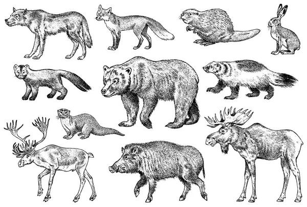 Set of Wild animals. Brown Grizzly Bear Forest Moose Red Fox North Boar Wolf Sable Badger Gray Hare Reindeer River otter. Vintage monochrome Mammal and Predator in Europe. Engraved hand drawn sketch. Royalty Free Stock Illustrations