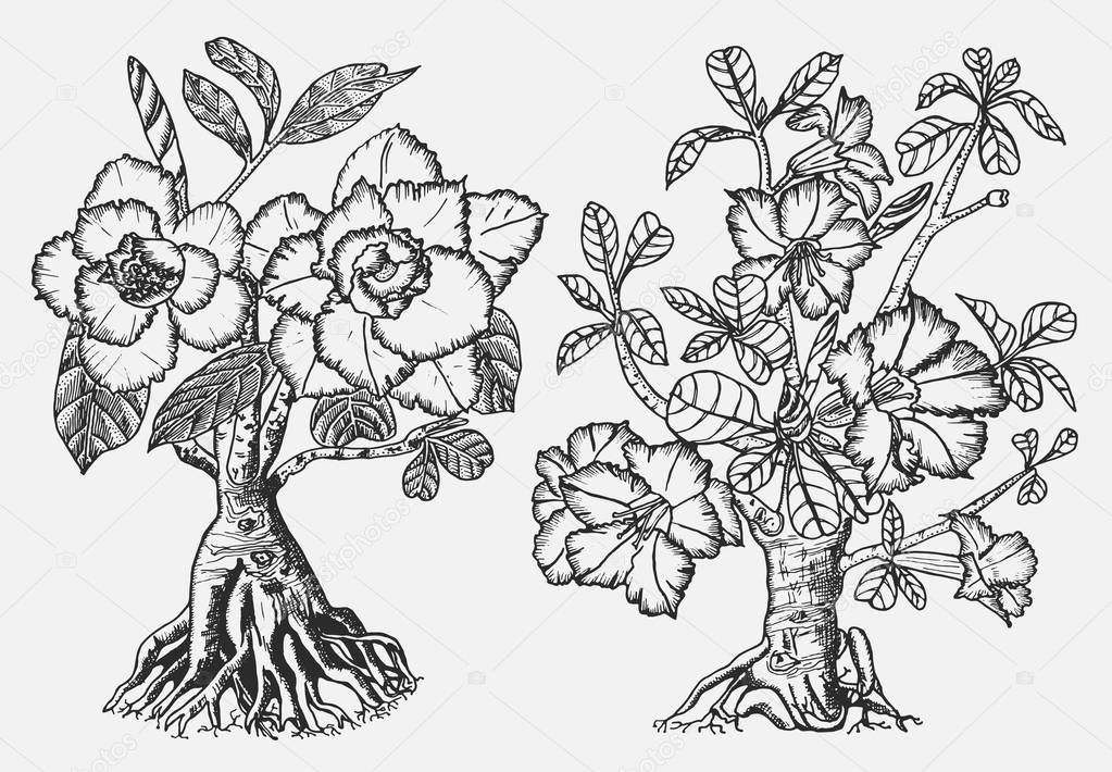 Home Adenium plants, flowering plants from Africa and the Arabian Peninsula. Exotic and tropical elements. Engraved hand drawn in old sketch and vintage doodle style.
