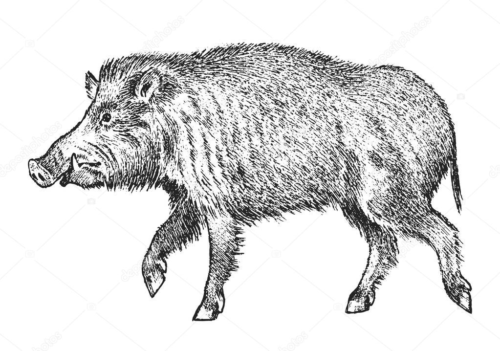 Wild boar, pig or swine, forest animal. Symbol of the north. Vintage monochrome style. Mammal in Eurasia. Engraved hand drawn sketch for banner or label