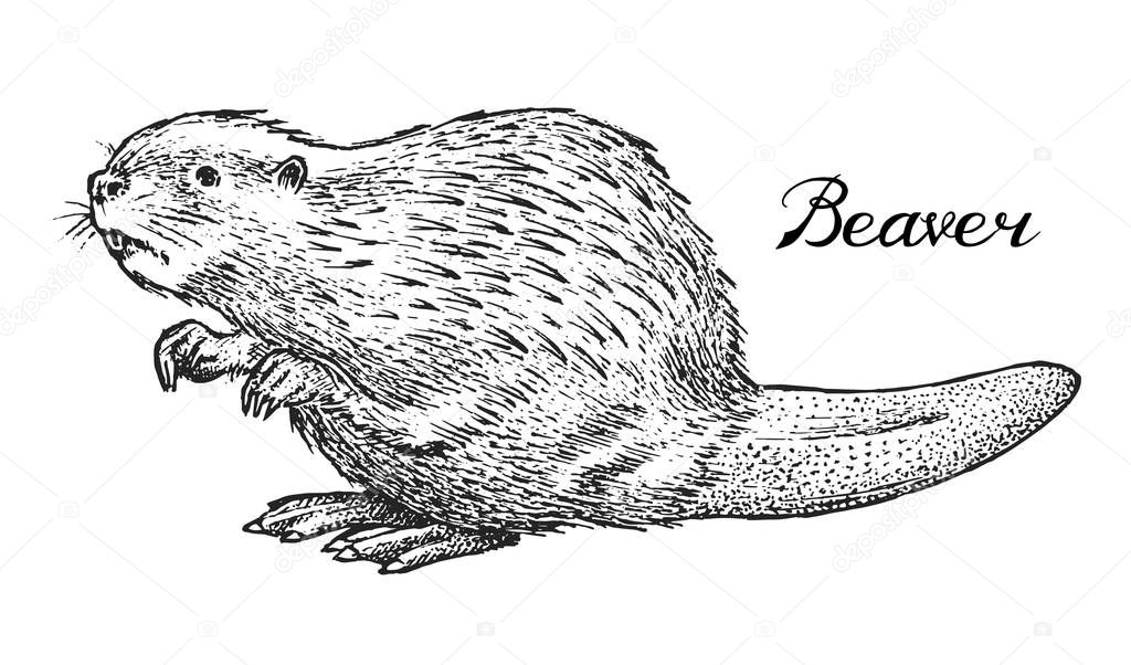 River beaver, Wild animal. Symbol of the north and the forest. Vintage monochrome style. Mammal in Europe. Engraved hand drawn sketch for banner or label