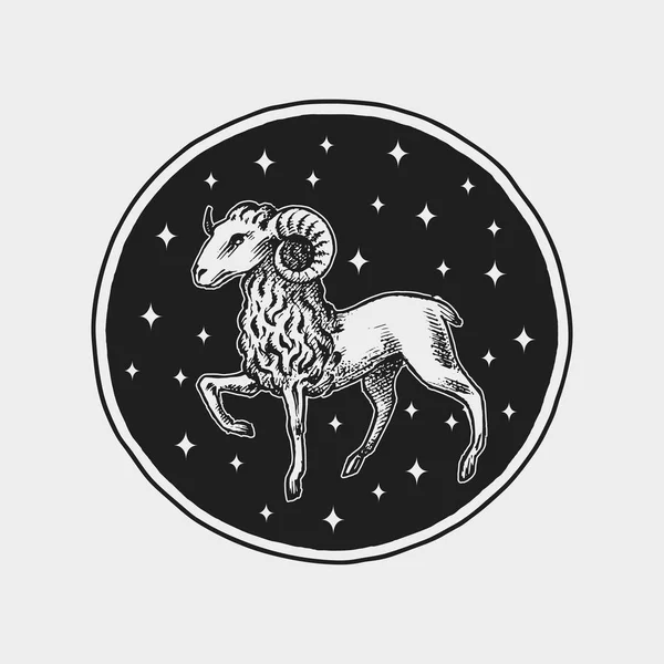 Icono del Zodíaco de Aries. Horóscopo de astrología con signo. Plantilla de calendario. Colección bosquejo animales. Estilo clásico vintage. Bosquejo dibujado a mano grabado . — Vector de stock