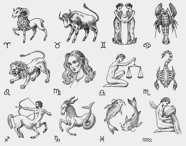 조디악 아이콘입니다. 표지판 점성술 별자리입니다. 일정 템플릿입니다. 컬렉션 개요 동물입니다. 빈티지 스타일입니다. 천칭 자리 전갈 자리 궁수자리 염소 자리 물병자리 물고기 양자리 황소 자리 쌍둥이 암 레오 처녀자리. — 스톡 벡터