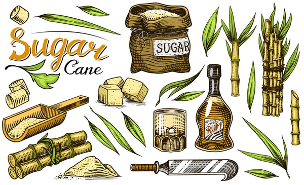 Cane sugar with leaves. Set of Sugarcane plants. Stalks and bottle of rum, Wooden plate spoon, Cubes and juice, Bamboo, signboard inscription. Engraving Hand drawn food and natural ingredients. — Stock Vector