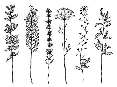 Alan çiçekler yaprakları ile. Tomurcuklarla düğün botanik vahşi bitki seti. Botanik organik bahar bitki. Karalama taslakında çizilmiş el. Vintage Retro tarzı.