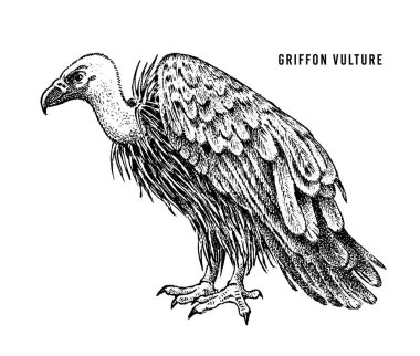 Griffon akbaba. Yırtıcı vahşi orman kuşu. El çizilmiş kroki grafik stili. Moda yama. T-shirt, dövme veya rozetler için baskı.