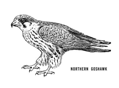 Kuzey Goshawk. Yırtıcı vahşi orman kuşu. El çizilmiş kroki grafik stili. Moda yama. T-shirt, dövme veya rozetler için baskı.
