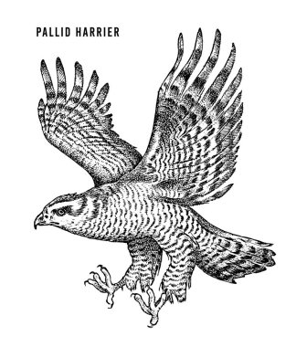 Pallid Harrier. Yırtıcı vahşi orman kuşu. El çizilmiş kroki grafik stili. Moda yama. T-shirt, dövme veya rozetler için baskı.