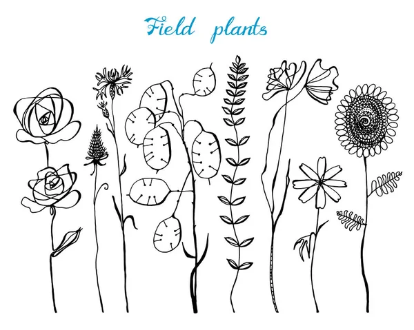 Mező virágok levelekkel. Készlet esküvői botanikai vadon élő növény rügyek. Botanikai szerves tavaszi gyógynövény. Gravírozott kézzel rajzolt Doodle vázlat. — Stock Vector
