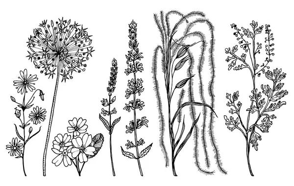 ทุ่งดอกไม้ที่มีใบไม้ ชุดของพืชป่าแต่งงานพฤกษศาสตร์กับตา สมุนไพรฤดูใบไม้ผลิอินทรีย์พฤกษศาสตร์ มือแกะสลักวาดในภาพร่างวาด สไตล์ย้อนยุควินเทจ . — ภาพเวกเตอร์สต็อก