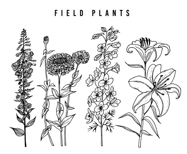 Flores de campo con hojas. Conjunto de Boda botánica Planta silvestre con brotes. Hierba botánica orgánica de primavera. Mano grabada dibujada en boceto de garabato . — Archivo Imágenes Vectoriales