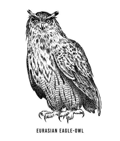Coruja-águia eurasiana. Pássaro de rapina selvagem. Estilo gráfico esboço desenhado à mão. Patch de moda. Impressão para t-shirt, tatuagem ou crachás . —  Vetores de Stock