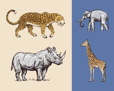Afrika hayvanları. Gergedan Fil Zürafa Leopar. Oyulmuş el çizilmiş Vintage eski tek renkli safari krokisi. Vektör çizimi.