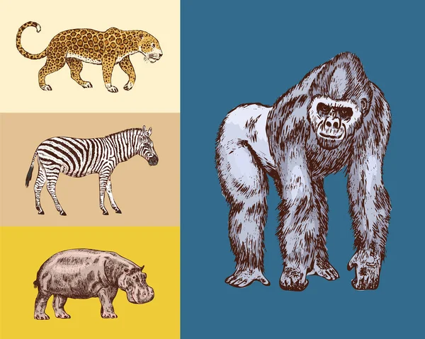 Des animaux africains. Hippopotame léopard sauvage zèbre Western gorilla.. Gravé à la main dessin Vintage vieux safari monochrome croquis. Illustration vectorielle . — Image vectorielle