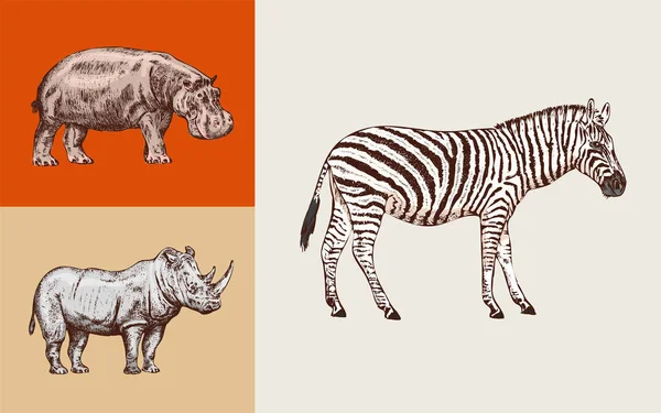 African animals. Rhinoceros Hippopotamus Wild zebra. Engraved hand drawn Vintage old monochrome safari sketch. Vector illustration. — Stock Vector