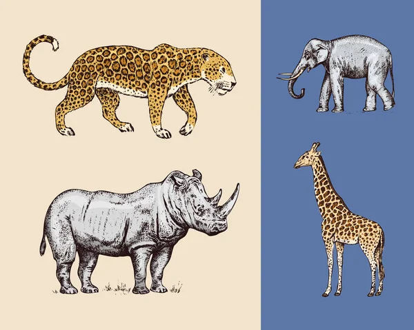 Afrikanska djur. Rhinoceros elefant giraff Leopard. Graverad handritad Vintage gammal svartvit Safari skiss. Vektor illustration. — Stock vektor