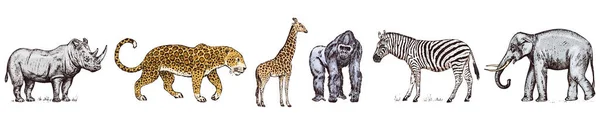 Des animaux africains. Rhinocéros Éléphant Girafe Hippopotame Léopard Hyène Gorille de l'Ouest Zèbre sauvage. Dessiné à la main Vintage vieux safari monochrome croquis. Illustration vectorielle . — Image vectorielle