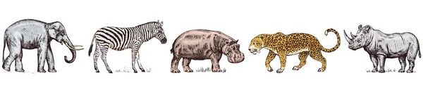 Африканские животные. Носорог слон Бегемот Леопард Дикая зебра. Выгравированный вручную старинный монохромный эскиз сафари. Векторная иллюстрация . — стоковый вектор