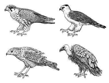 Vahşi kuşlar seti. Çakır kuşu, Griffon akbaba, Pallid harrier, siyah uçurtma ve kartal. Oyulmuş grafik stilinde el çizilmiş vektör çizimi.