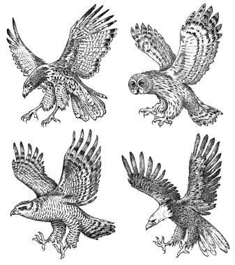Gerçekçi kuşlar kümesi. Çakır kuşu, Pallid harrier, siyah uçurtma, baykuş ve kartal. Oyulmuş grafik stilinde el çizilmiş vektör çizimi.