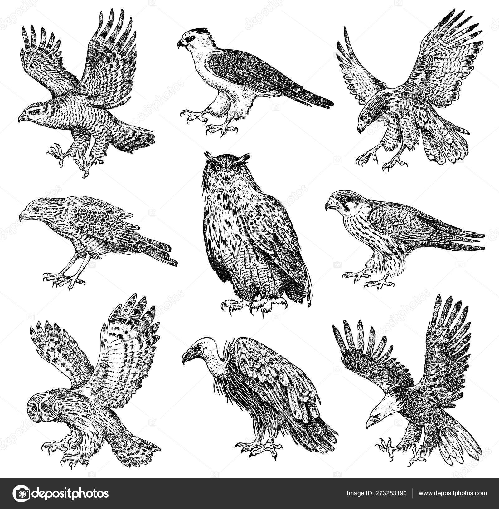 Conjunto de pássaros realistas. Goshawk, abutre Griffon, pálido harrier,  pipa preta, coruja e águia. Desenho vetorial desenhado à mão em estilo  gráfico gravado . Vetor de ©ArthurBalitskiy 273283190, image size:1600x1630