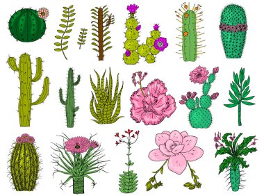 Ev kaktüs bitkileri ve çiçek. Rahat sevimli öğeleri kümesi. Karıncalanma ile egzotik veya tropikal succulents topluluğu. Oyulmuş elle çizilmiş eski kroki ve vintage doodle stili.