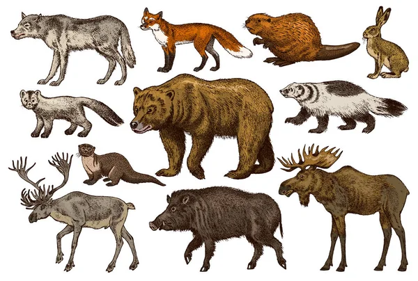 Vahşi hayvanlar kümesi. Brown Kuzey Amerika boz ayısı orman geyik Red Fox Kuzey yaban domuzu kurt Sable porsuk gri tavşan Ren geyiği nehir su samuru. Vintage tek renkli memeli ve Predator Avrupa'da. Oyma el çizilmiş kroki.