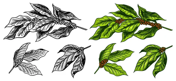 Hojas de café en estilo vintage. Dibujo retro grabado a mano para etiquetas. Planta natural ecológica, plantilla para una etiqueta o menú . — Vector de stock