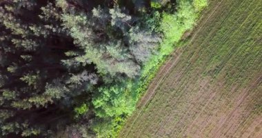 Yeşil ormanın üzerinde uçuyor. Yaz güneşli manzara. Havadan Drone Görüntüleri Yukarıdan Görüntüle. Yazıtlar ve metinler için güzel kırsal arka plan.