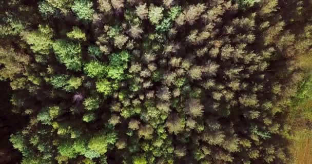 Vliegen over het groene bos. Zomer zonnig landschap. Luchtfoto van drone beelden van bovenaf bekijken. Prachtige landelijke achtergrond voor inscripties en tekst. — Stockvideo