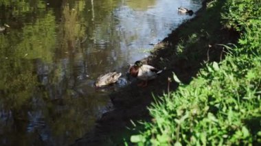 Parkta piliçlerle ördek ya da yaban ördeği. Hayvan ailesi. Vahşi yaşam kuşları